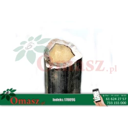 Rura przekaźnika 3 wypusty *29*3,5 72302